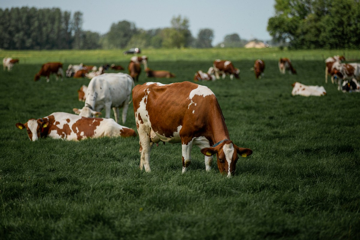 Vacas pastando en un campo
