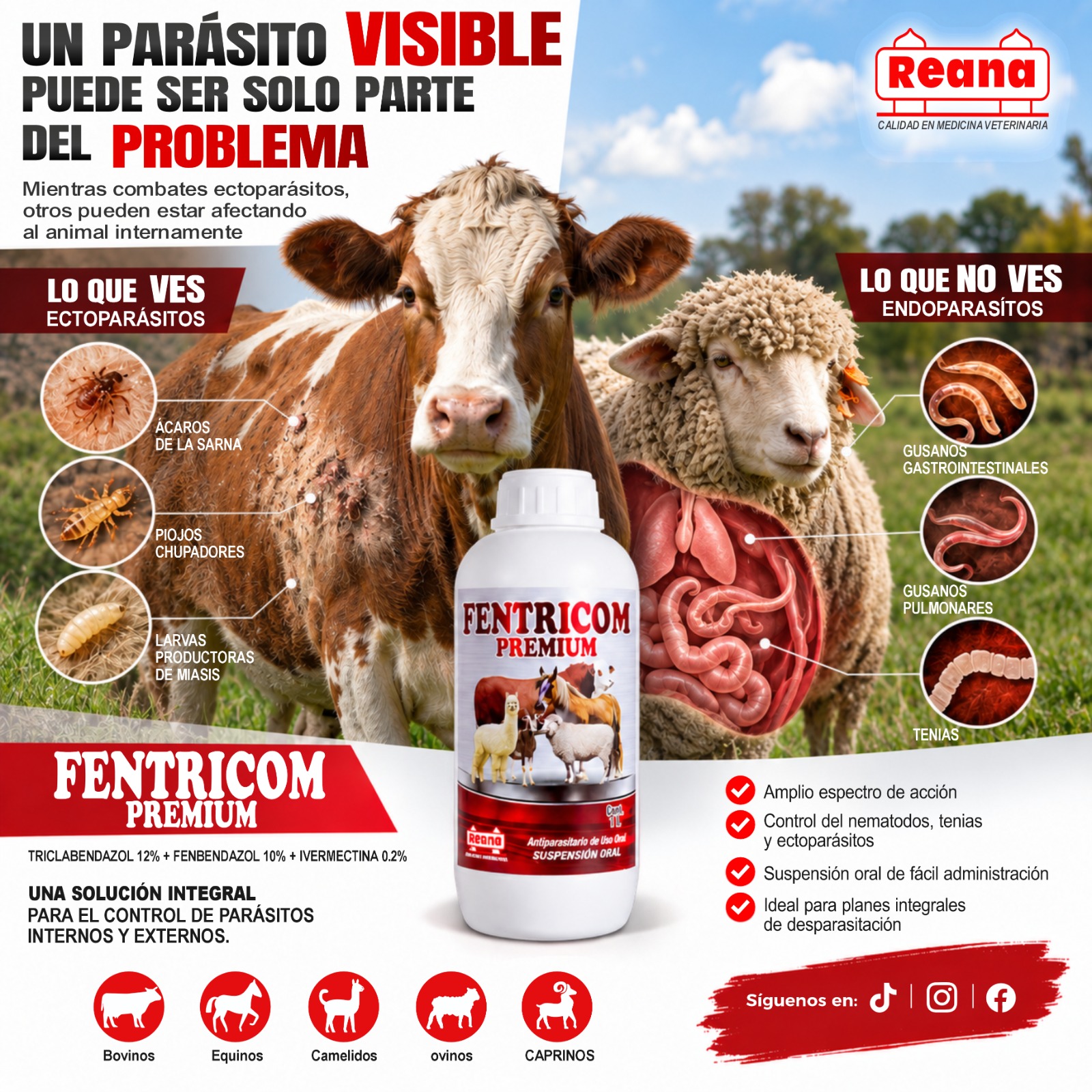 Banner de Fentricom Premium proporcionado por REANA